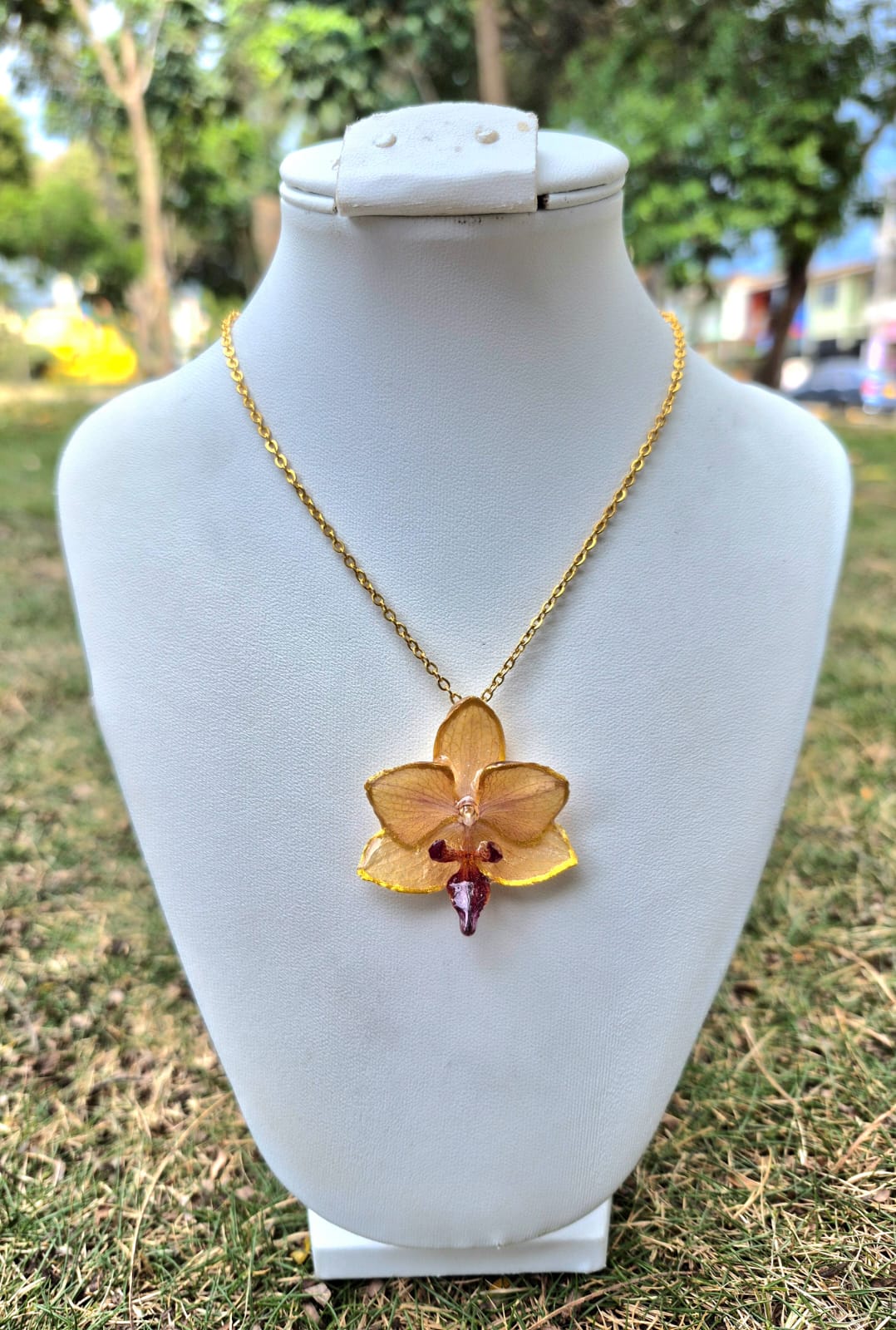  orquidea phalaenopsis mini
